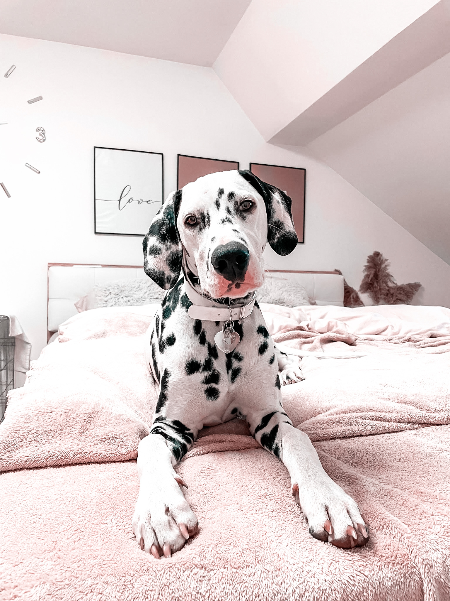 Beluga waterproof collar by Diog